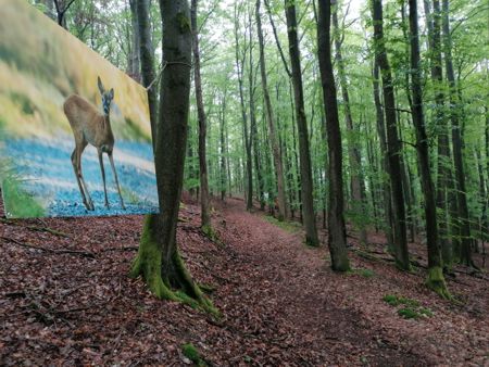 waldmomente1