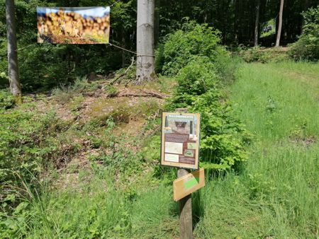 Waldmomente