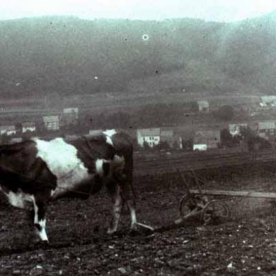 Db Ackern Nach Dem Kornschneiden Am Langenholz Oder Schieferberg Um 1925 1930 1 1